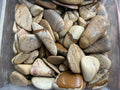 Picture Rock Jasper