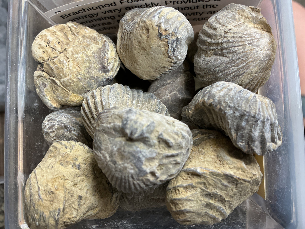 Brachiopod Fossil