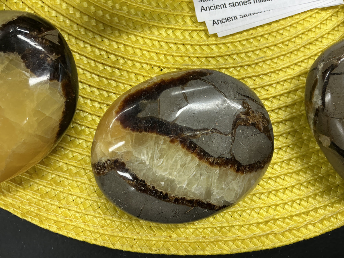 Septarian Palm
