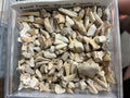 Fossil Teeth