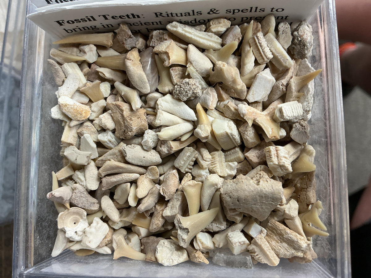 Fossil Teeth