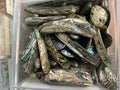 Abalone Shell