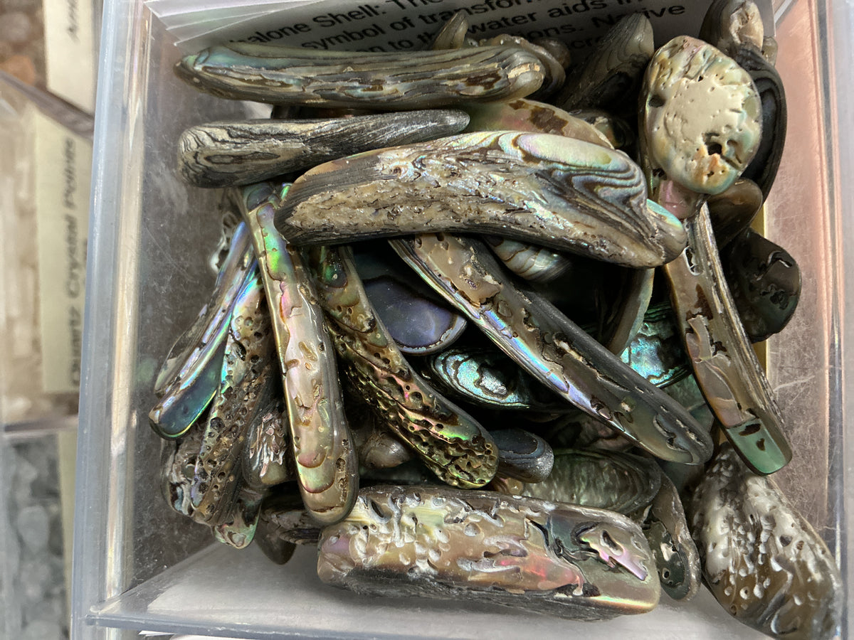 Abalone Shell